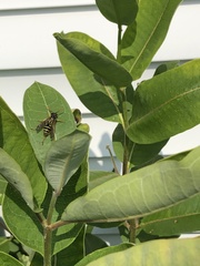 Polistes dominula