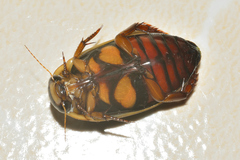 Dytiscus habilis
