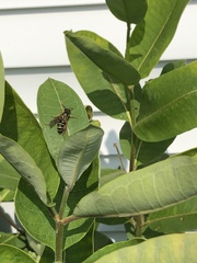 Polistes dominula