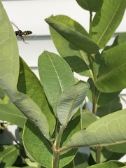Polistes dominula