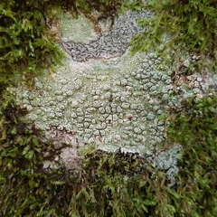 Pertusaria pertusa