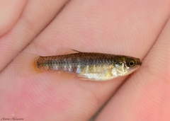 Aphanius almiriensis