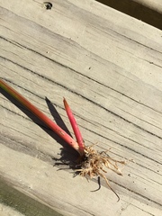 Juncus microcephalus