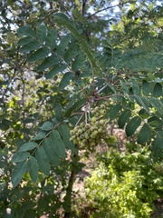 Sorbus aucuparia