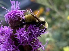 Bombus appositus