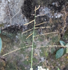 Paspalum paniculatum image