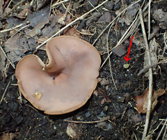 Ascobolus furfuraceus