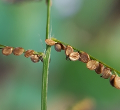 Paspalum paniculatum image