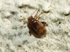 Scirtes orbicularis