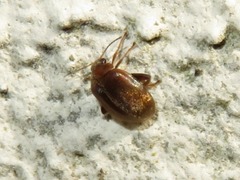 Scirtes orbicularis
