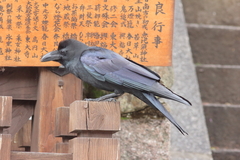 Corvus macrorhynchos