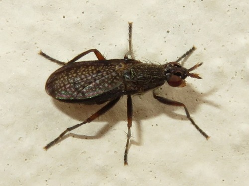 Sieve-winged Snailkiller, Voorschoten, Nederland, photo 6 of 10