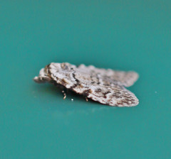 Meganola strigula