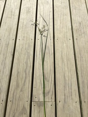 Juncus microcephalus