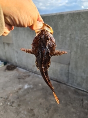 Myoxocephalus scorpius