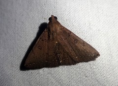 Subsimplicia punctilinea