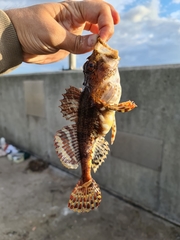 Myoxocephalus scorpius