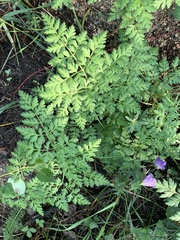 Ligusticum porteri