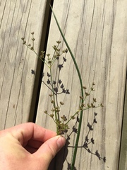 Juncus microcephalus