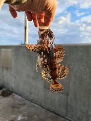 Myoxocephalus scorpius