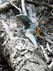 Cnemidophorus murinus