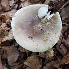 Amanita franchetii