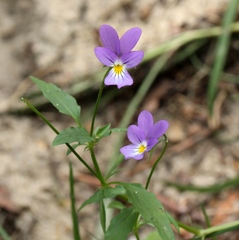 Viola tricolor curtisii