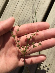 Juncus microcephalus