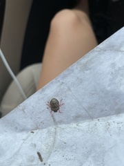 Holcostethus limbolarius