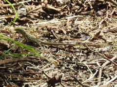 Cnemidophorus murinus