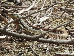 Cnemidophorus murinus