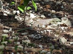 Cnemidophorus murinus