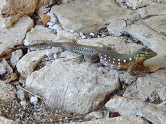 Cnemidophorus murinus