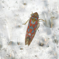 Erythroneura corni