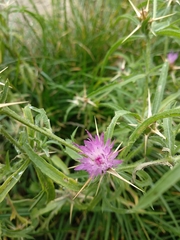 Centaurea calcitrapa