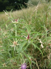 Centaurea calcitrapa