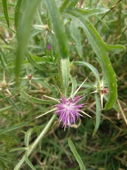 Centaurea calcitrapa