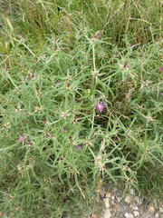 Centaurea calcitrapa