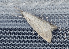 Haimbachia squamulellus