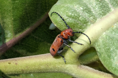 Tetraopes annulatus
