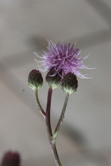 Cirsium arvense