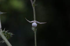 Misumena vatia