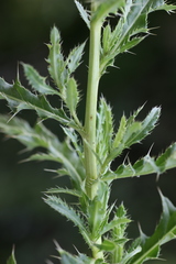 Cirsium arvense