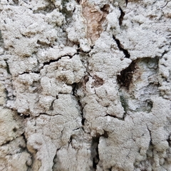 Pertusaria corallina