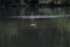 Podiceps cristatus