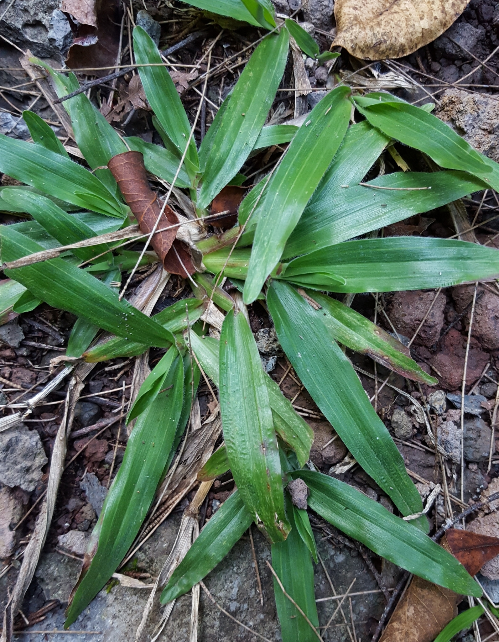 (c) François Rousseu, certains droits réservés (CC BY-NC) https://www.inaturalist.org/observations/89527276
