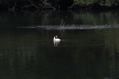 Podiceps cristatus