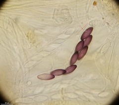 Ascobolus furfuraceus