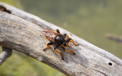 Pogonosoma maroccanum