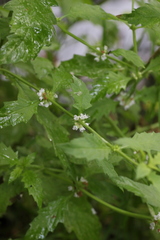 Lycopus europaeus